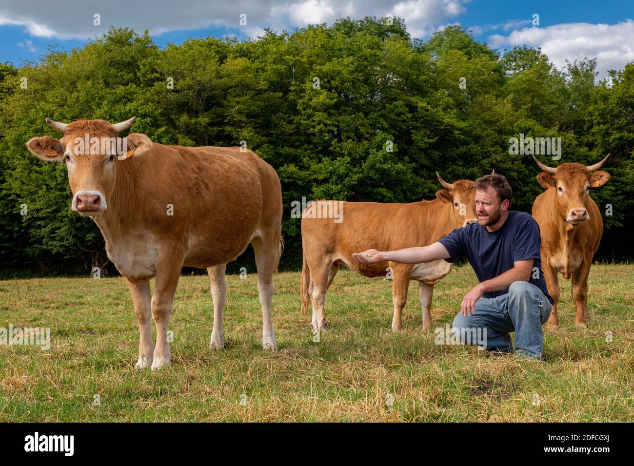 XAVIER CARRE, ALLEVATORE DI VACCHE LIMOUSIN, EURE, NORMANDIA, FRANCIA, EUROPA Foto Stock