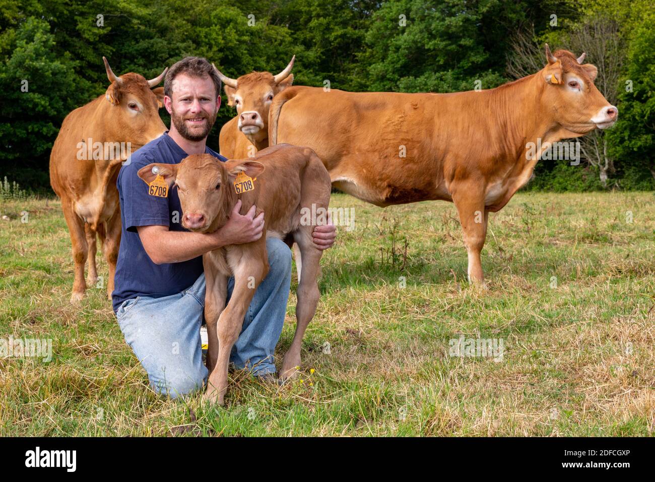 XAVIER CARRE, ALLEVATORE DI MUCCHE LIMOUSIN, LES BOTTBEREAUX, EURE, NORMANDIA, FRANCIA, EUROPA Foto Stock