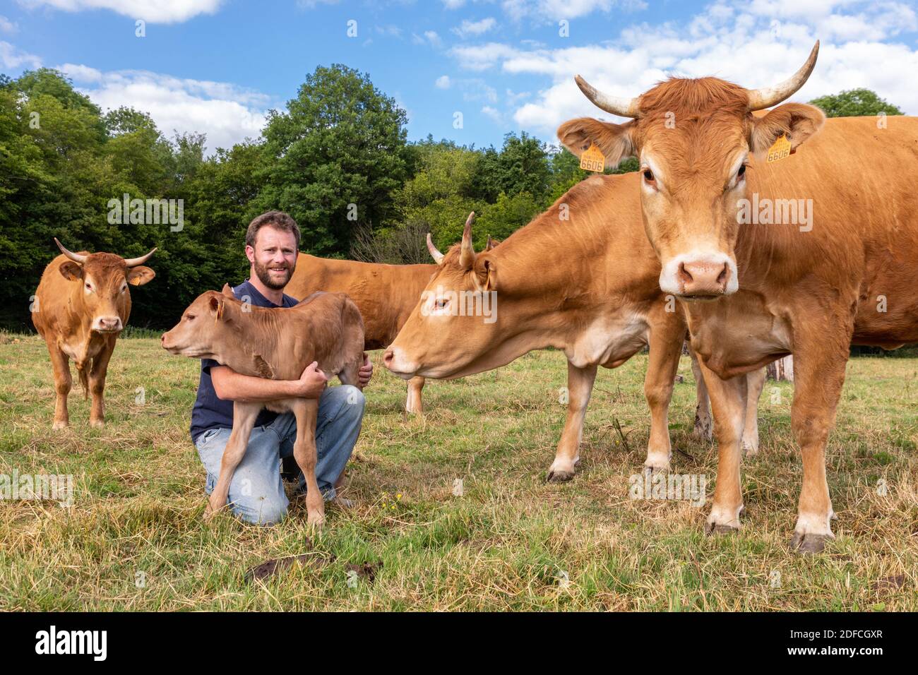 XAVIER CARRE, ALLEVATORE DI MUCCHE LIMOUSIN, LES BOTTBEREAUX, EURE, NORMANDIA, FRANCIA, EUROPA Foto Stock