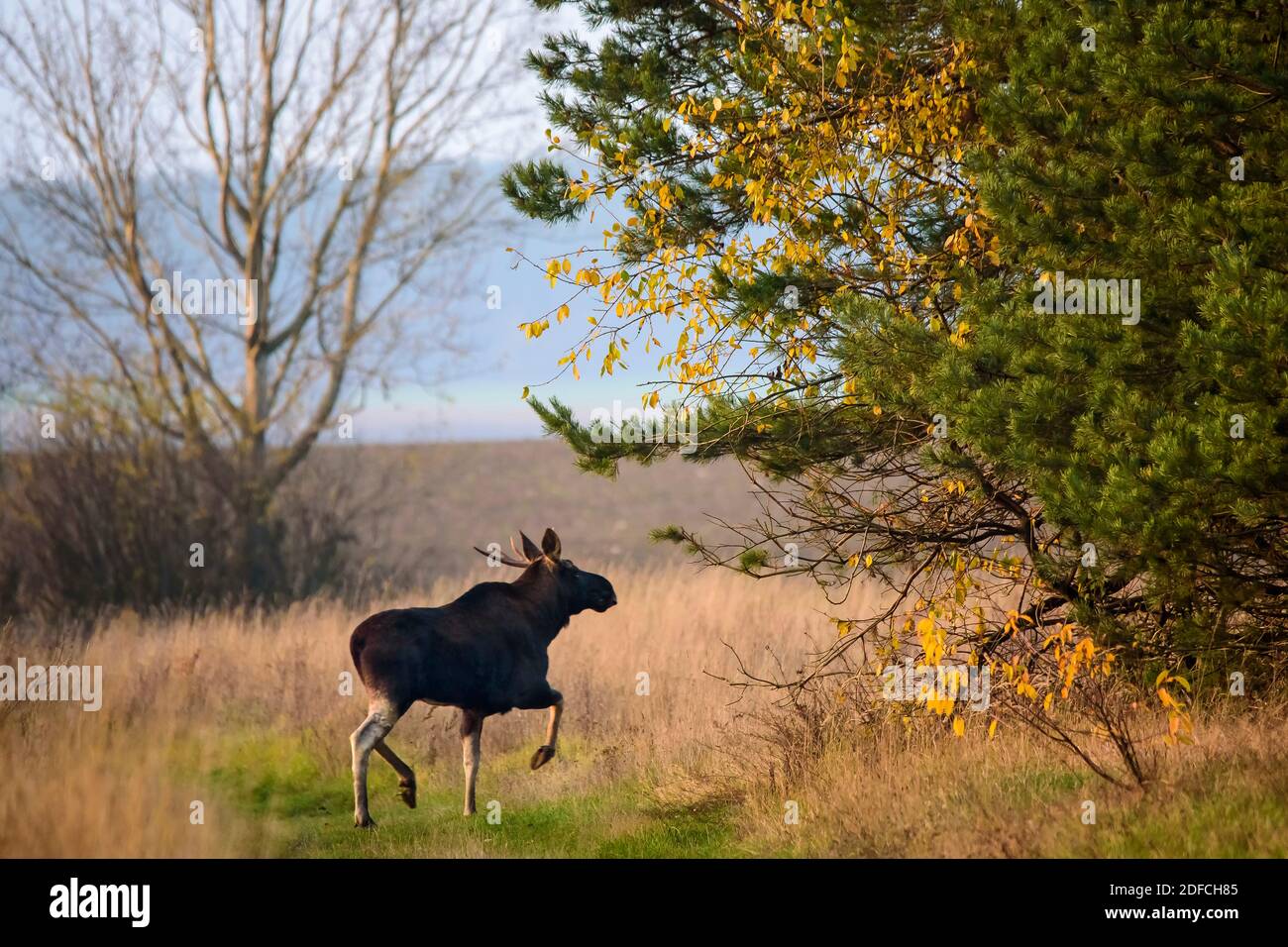 Moose, animali selvatici, fauna selvatica, natura Foto Stock