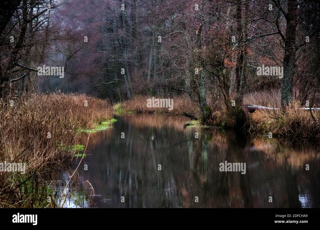 Autunno, scuro, fiume, senza foglie, acqua, riflessi, Foto Stock