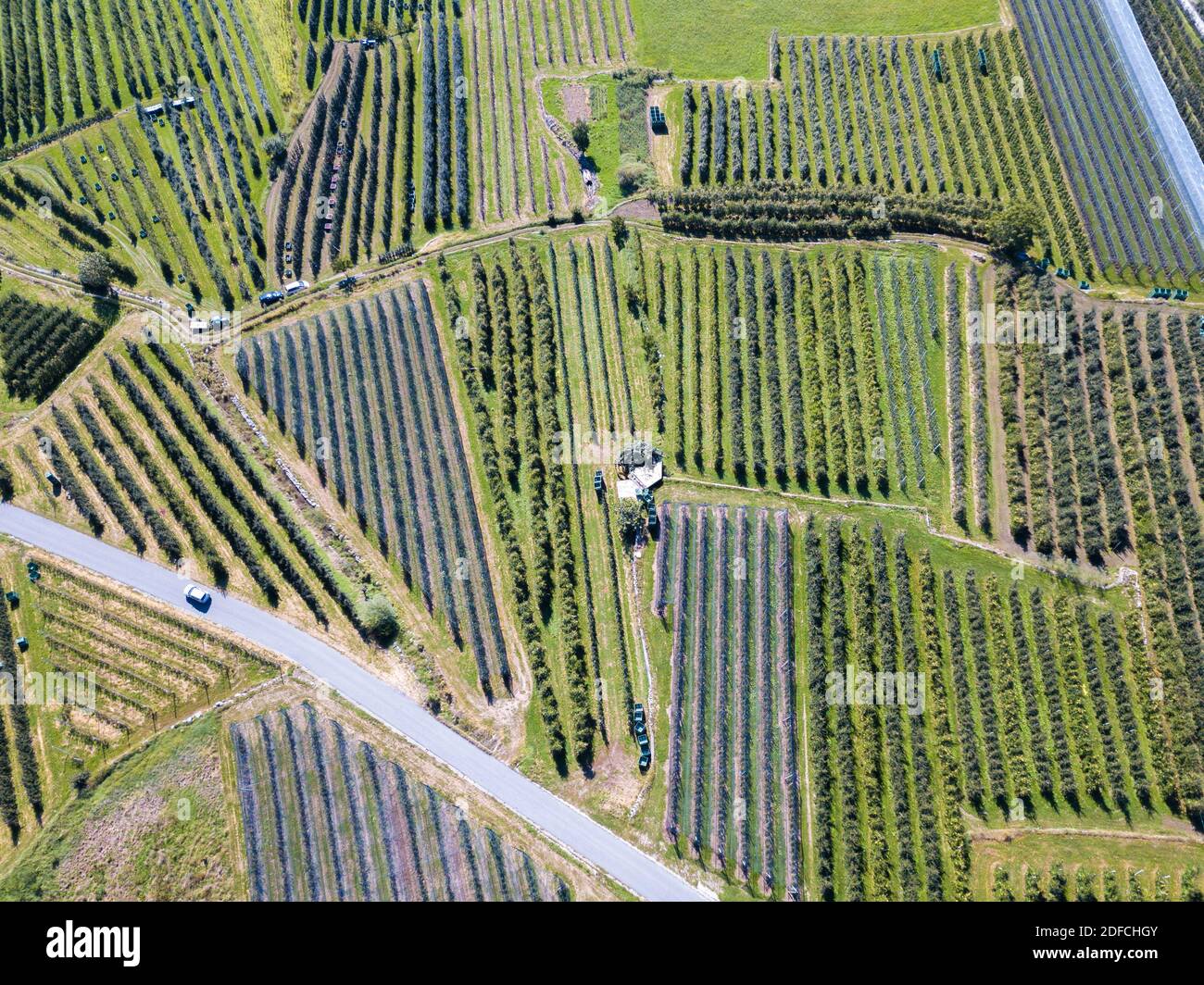 Veduta aerea della strada di campagna lungo i meleti, Valtellina, provincia di Sondrio, Lombardia, Italia Foto Stock