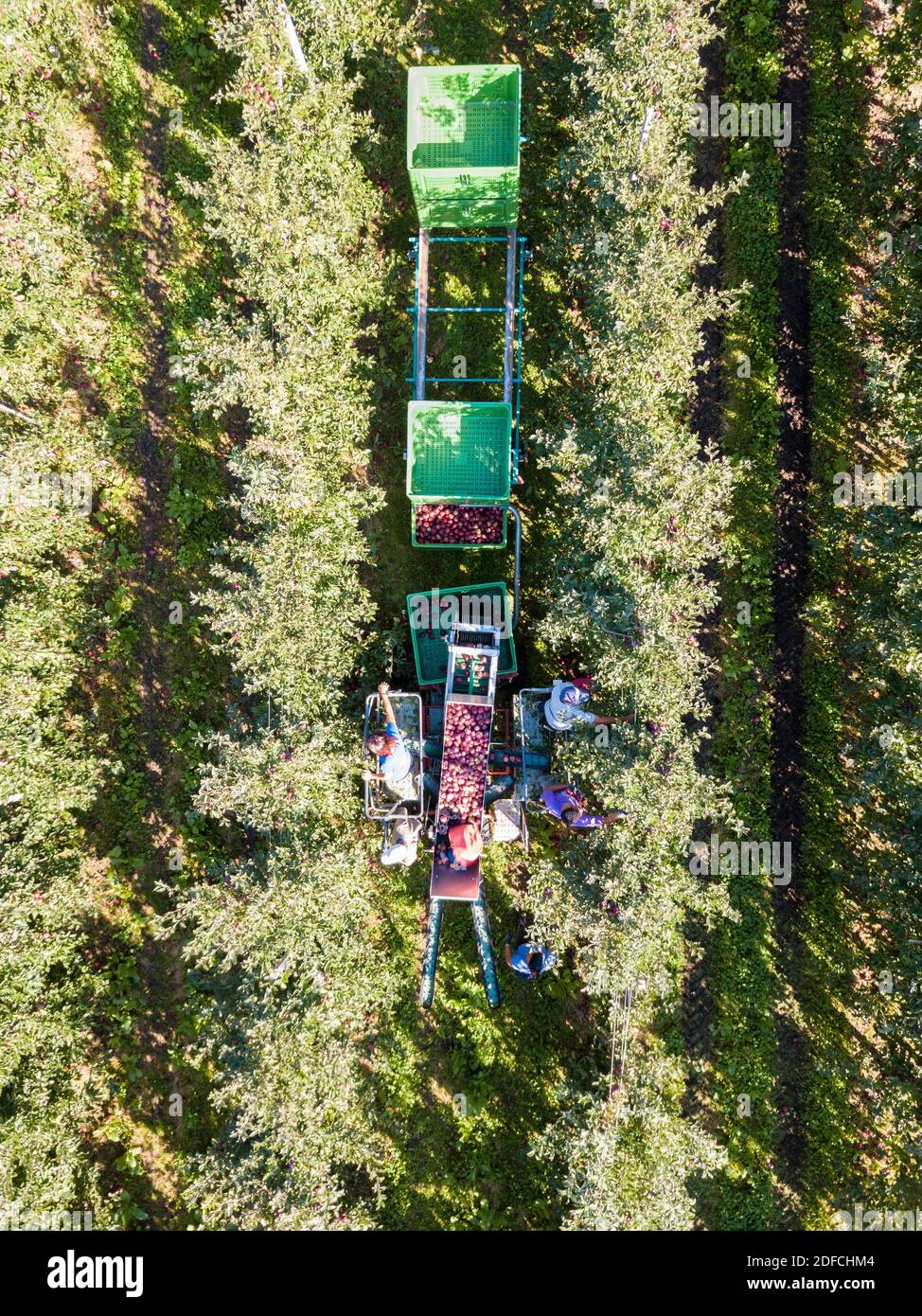 Lavoratori che raccolgono mele nei frutteti dall'alto, Valtellina, provincia di Sondrio, Lombardia, Italia Foto Stock