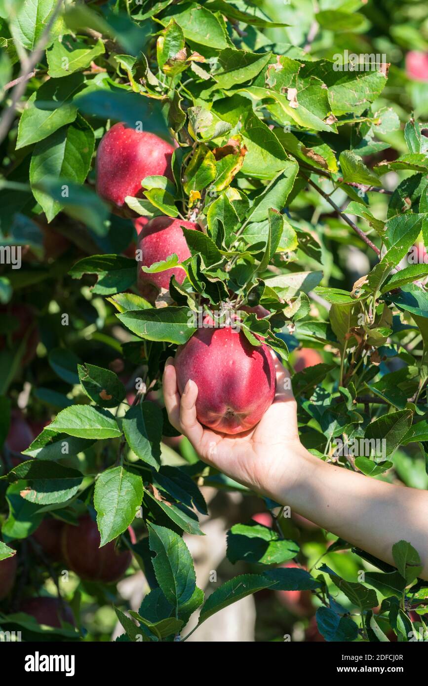 Giovane donna a mano che raccoglie la mela rossa dall'albero, Valtellina, provincia di Sondrio, Lombardia, Italia Foto Stock