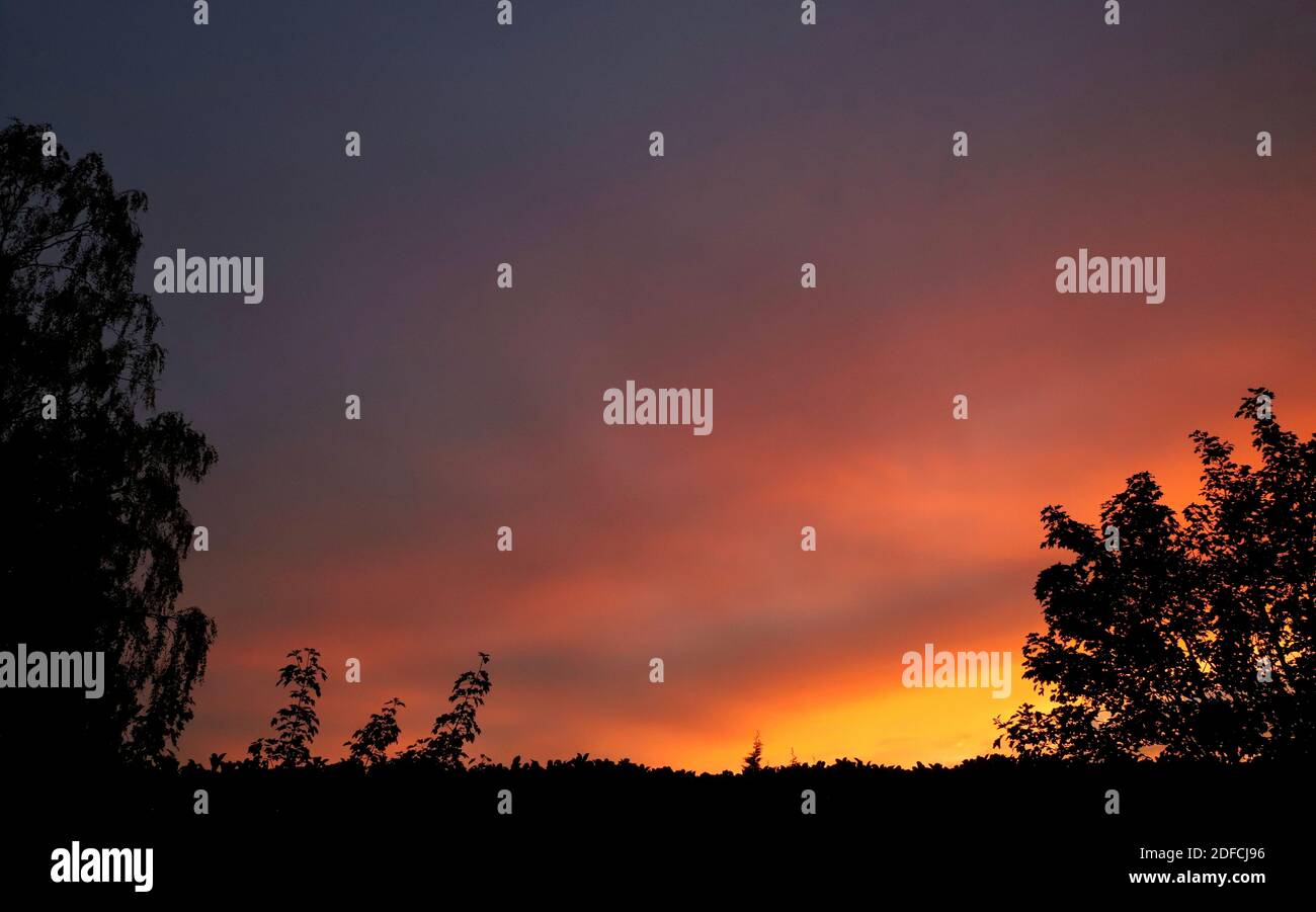 Il cielo esplode con colori arancio e giallo ardente mentre il sole tramonta dietro una silhouette boschiva di alberi e siepi ombrosi. Foto Stock