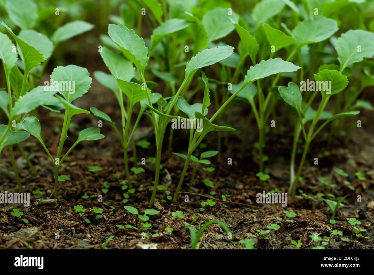 Molti piccoli giovani pianta di broccoli sono cresciuti dai semi Foto Stock