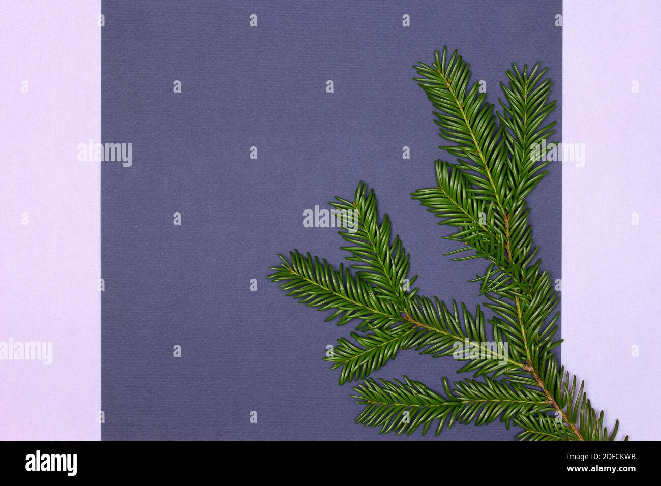 Bel ramo verde conifero su sfondo blu scuro con cornice lilla. Spazio di copia. Sfondo floreale astratto Foto Stock