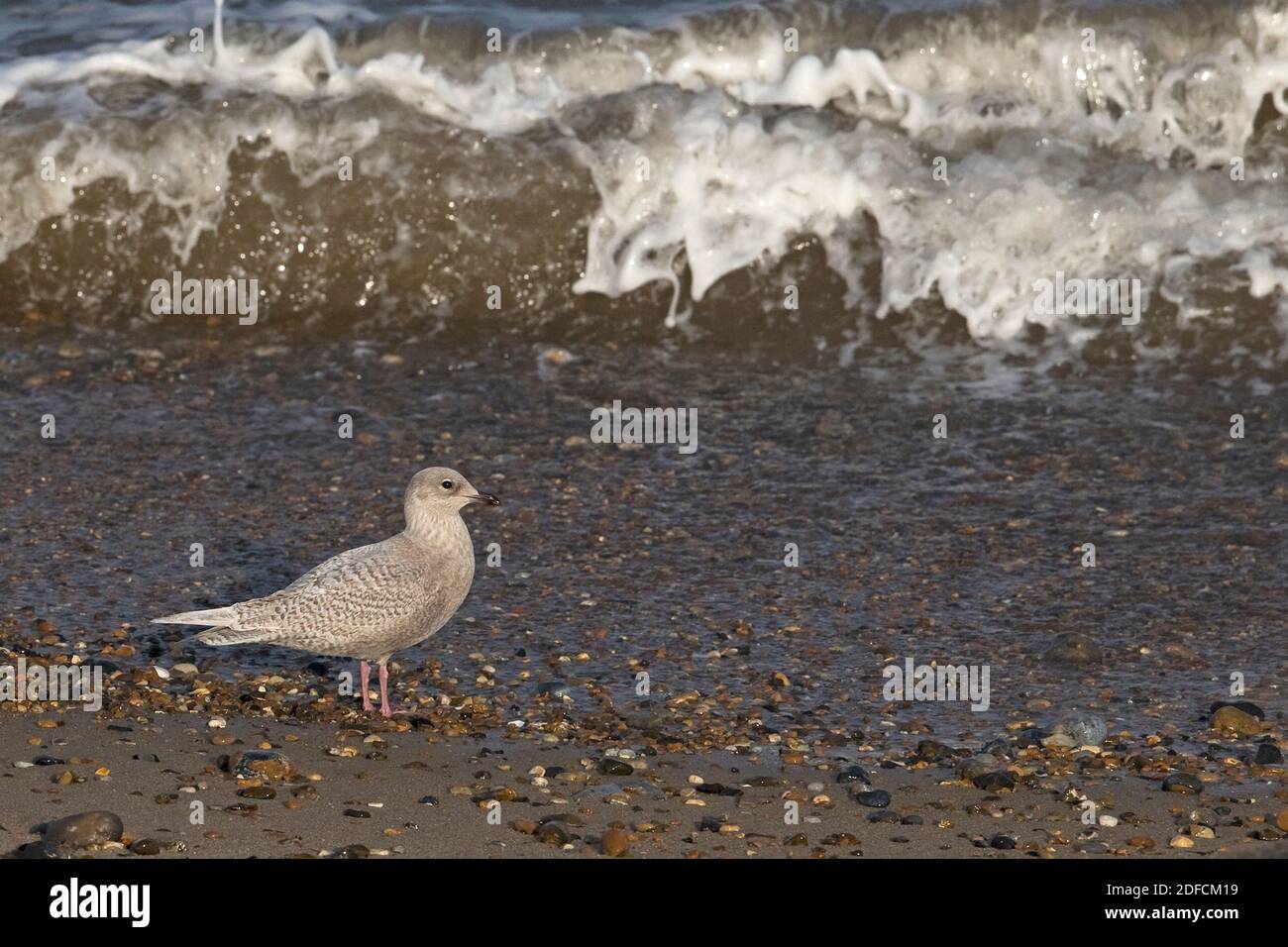 Iceland/Kumlien's Gull (Larus glaucoides kumlieni) Winterton novembre 2020 Foto Stock