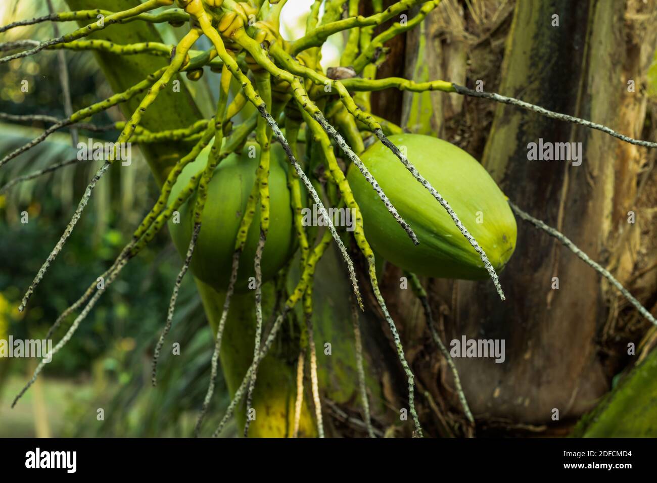 Vietnam Coconut Tree pianta in una ditta agro e famiglia Di Arecaceae Foto Stock