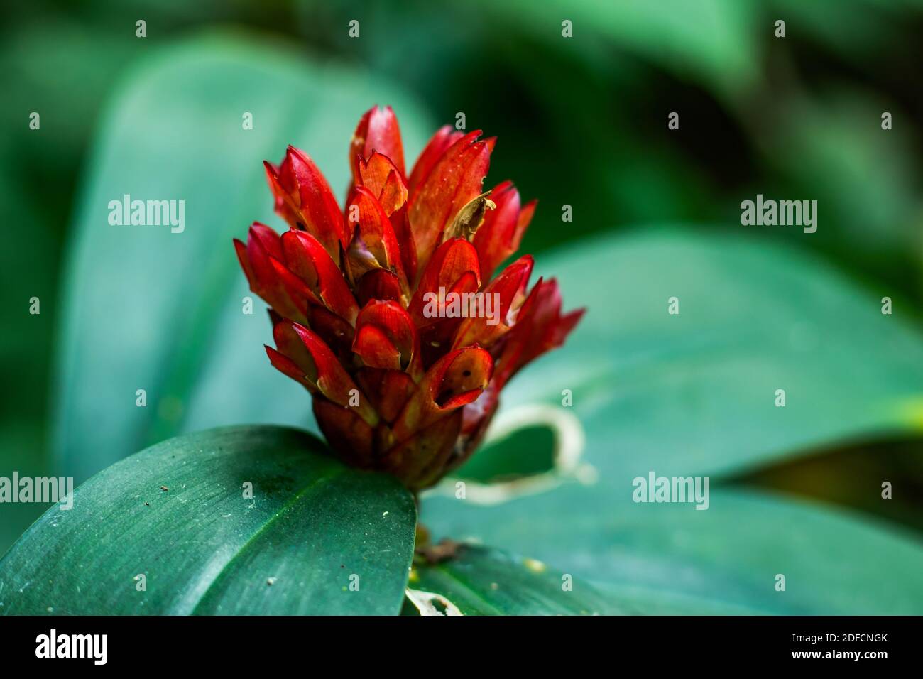 Rosso scuro bel colore canna-canna fiore giungla Foto Stock