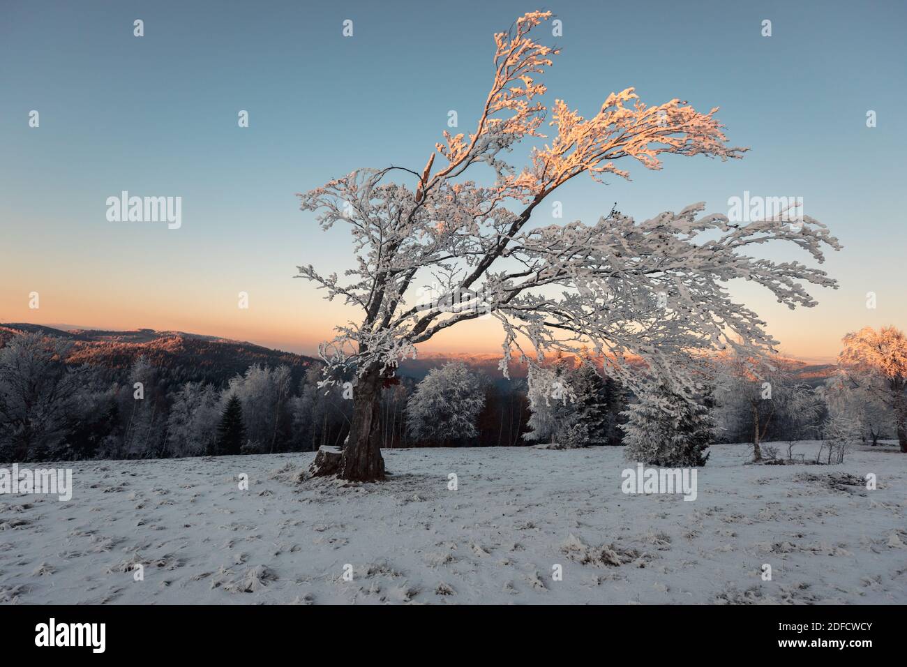 Man explorer ricerca direzione con bussola nella foresta selvaggia invernale al tramonto. Concetto di sopravvivenza Foto Stock