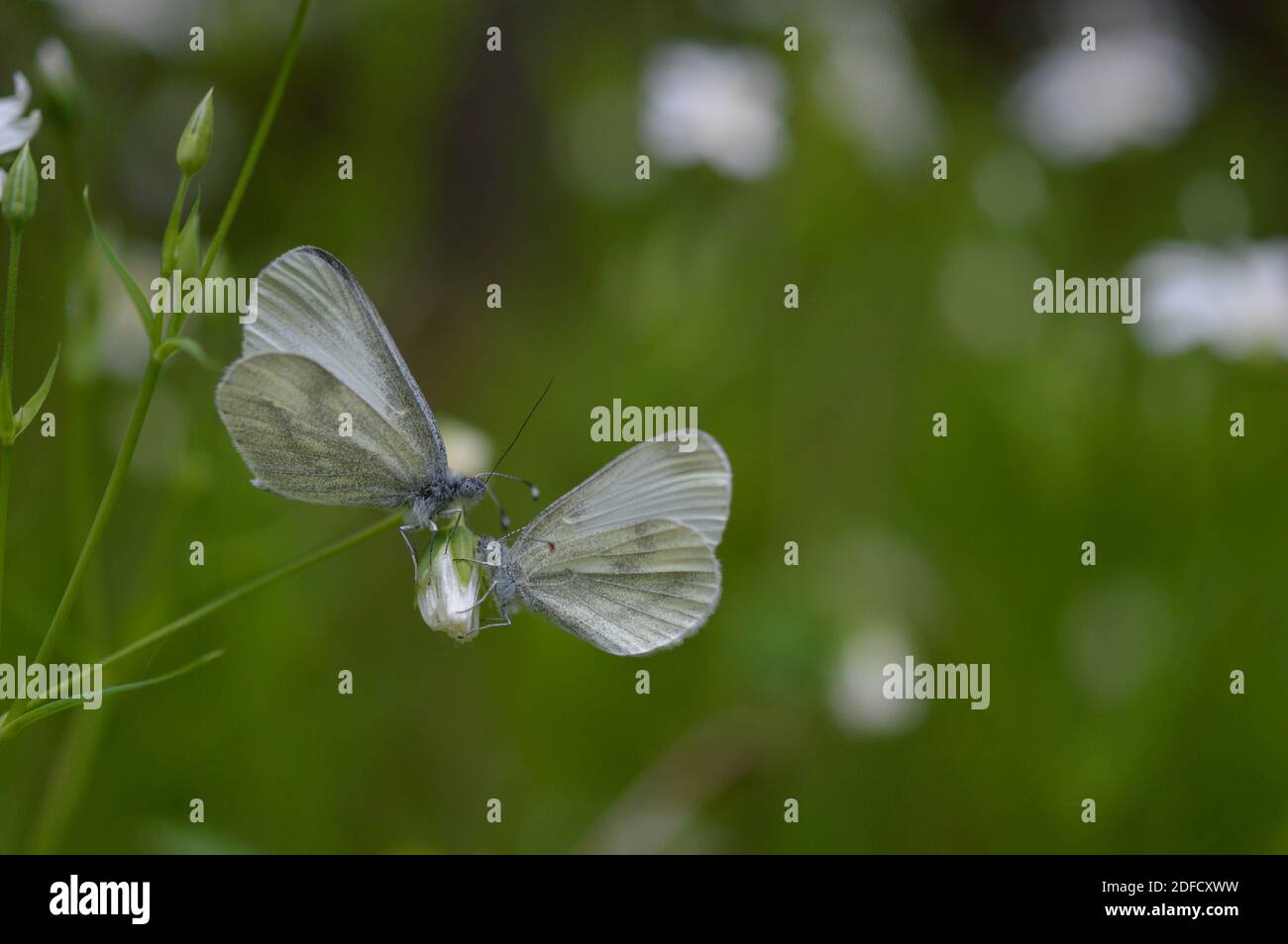 Due farfalle bianche di legno (Leptidea sinapis) su un Rabelera più grande punto di mosto, bianco fiore selvatico gemma, macro primo piano, sfondo verde. Foto Stock