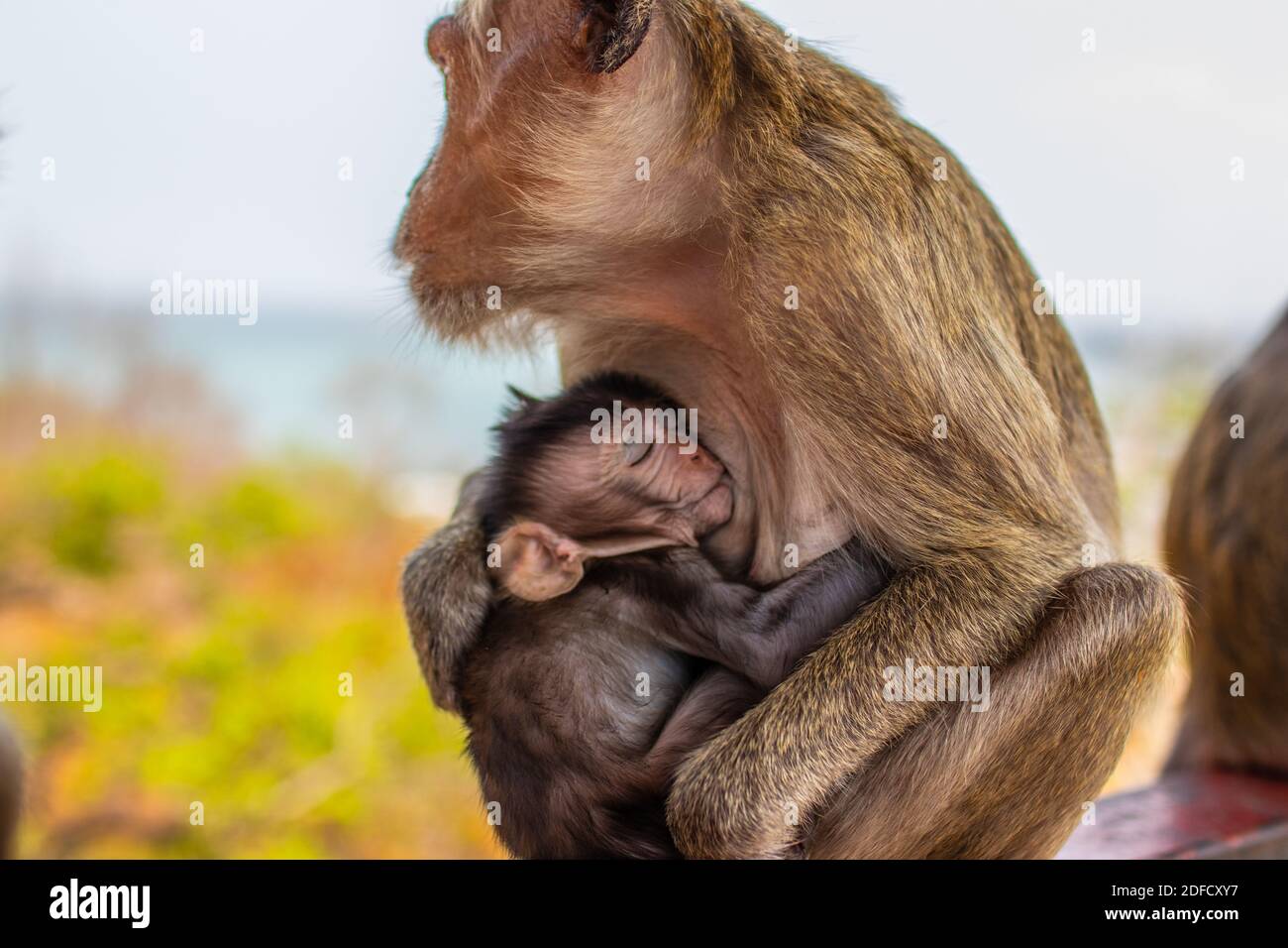 Cura e protezione per la scimmia del bambino Foto Stock