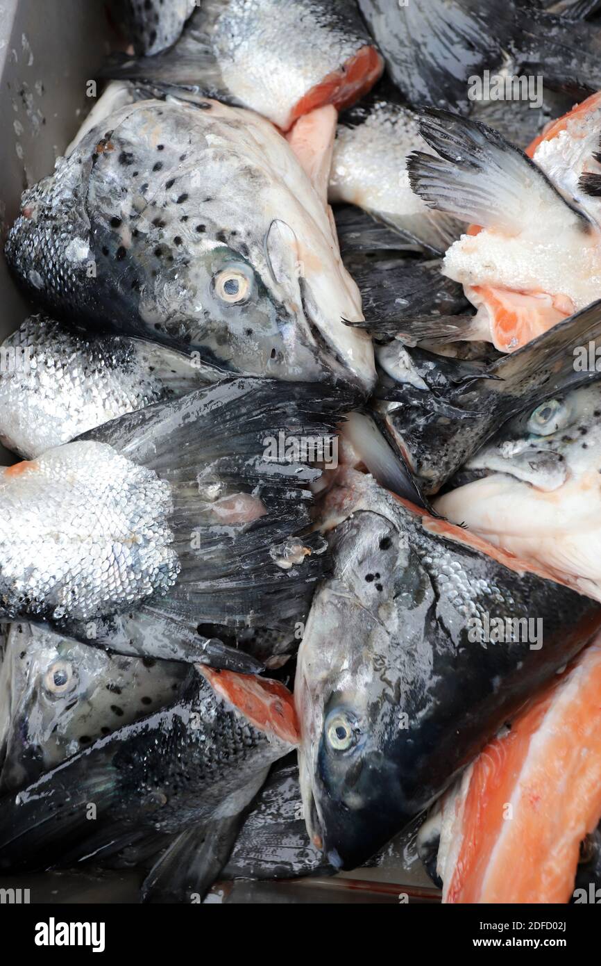 Teste e code di pesce fresco. Foto Stock