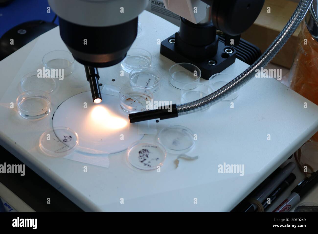 Microscopio per dissezione e campioni per ricerca vettoriale Foto Stock