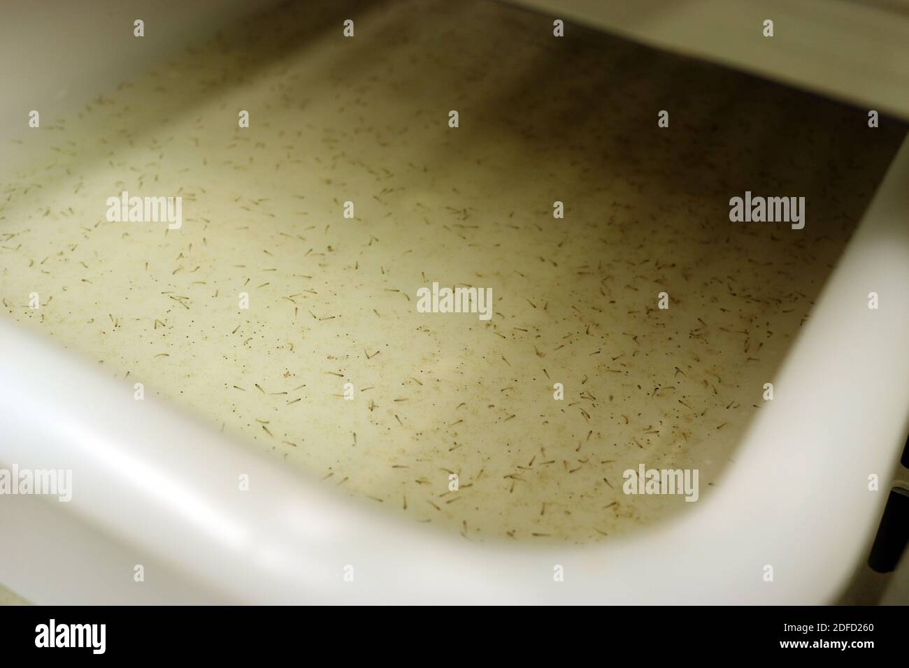 Anopheles stefensi larve di zanzara Foto Stock