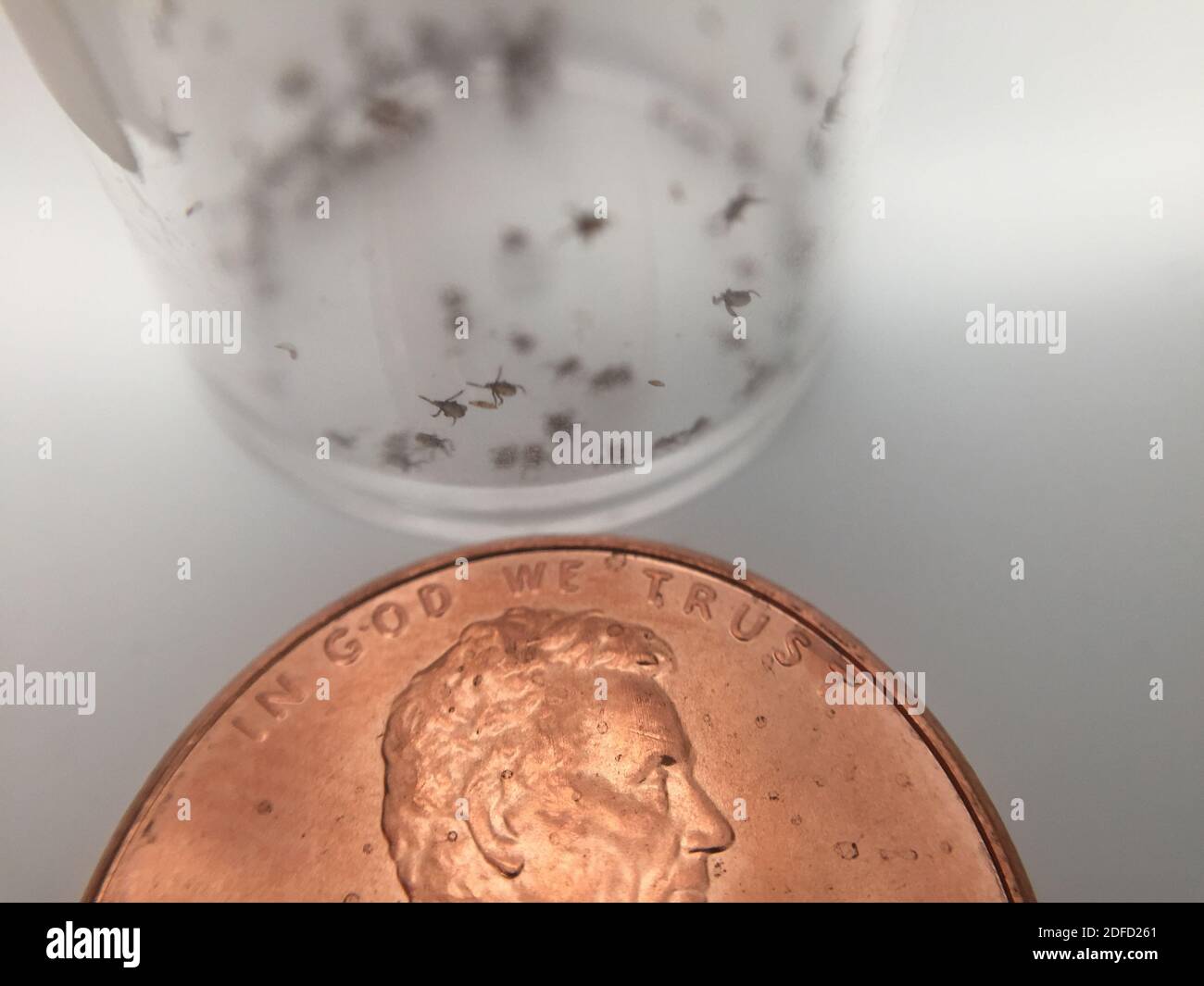 Un penny è tenuto fino ad una fiala di zecche caprioli giovani, o Ixodes scapularis, utilizzato nella ricerca NIAID condotta presso il NIH Clinical Research Center, per re Foto Stock