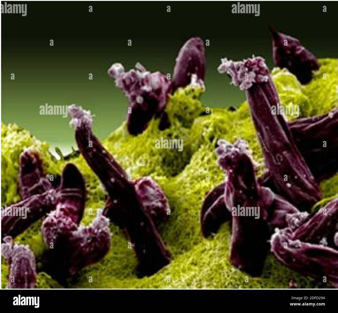 Malaria: plasmodium gallinaceum Foto Stock