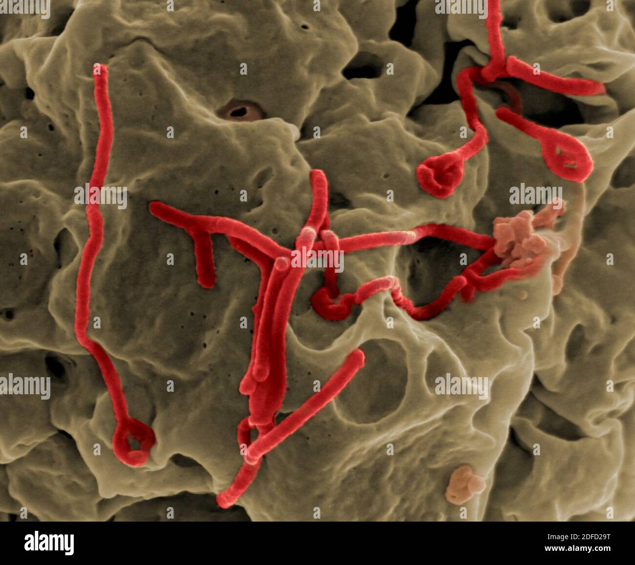 Micrografia elettronica a scansione del virus Ebola in germazione dalla superficie di una cellula vero (linea cellulare epiteliale renale di scimmia verde africana). Credito: NIAID. Foto Stock