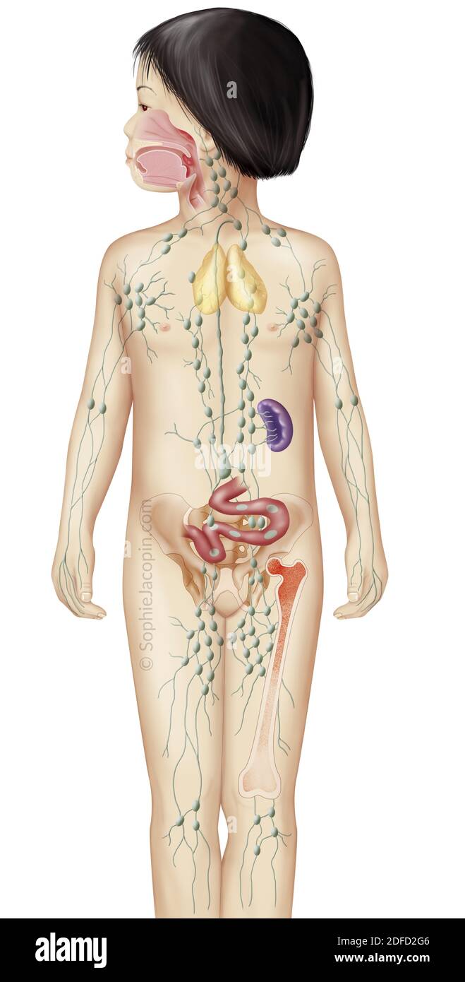 Sistema linfatico nei bambini, rete linfatica, linfonodi, organi linfoidi. Illustrazione medica che raffigura il sistema linfatico in una silhouette di Foto Stock