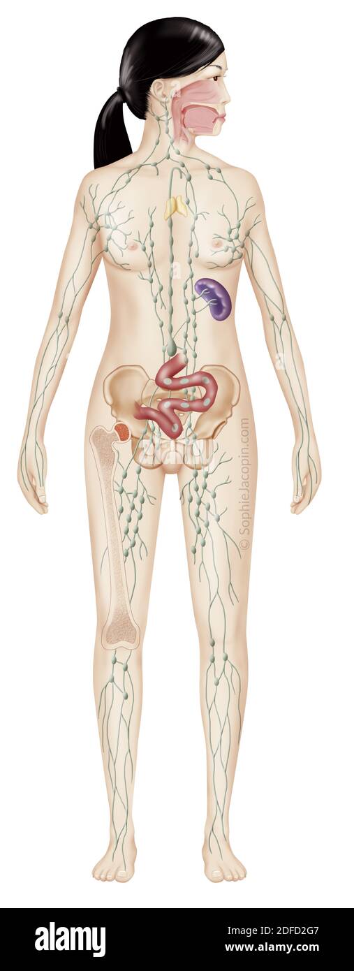 Sistema linfatico negli adulti, rete linfatica, linfonodi, organi linfoidi. Illustrazione medica raffigurante il sistema linfatico in un silhouett femminile Foto Stock