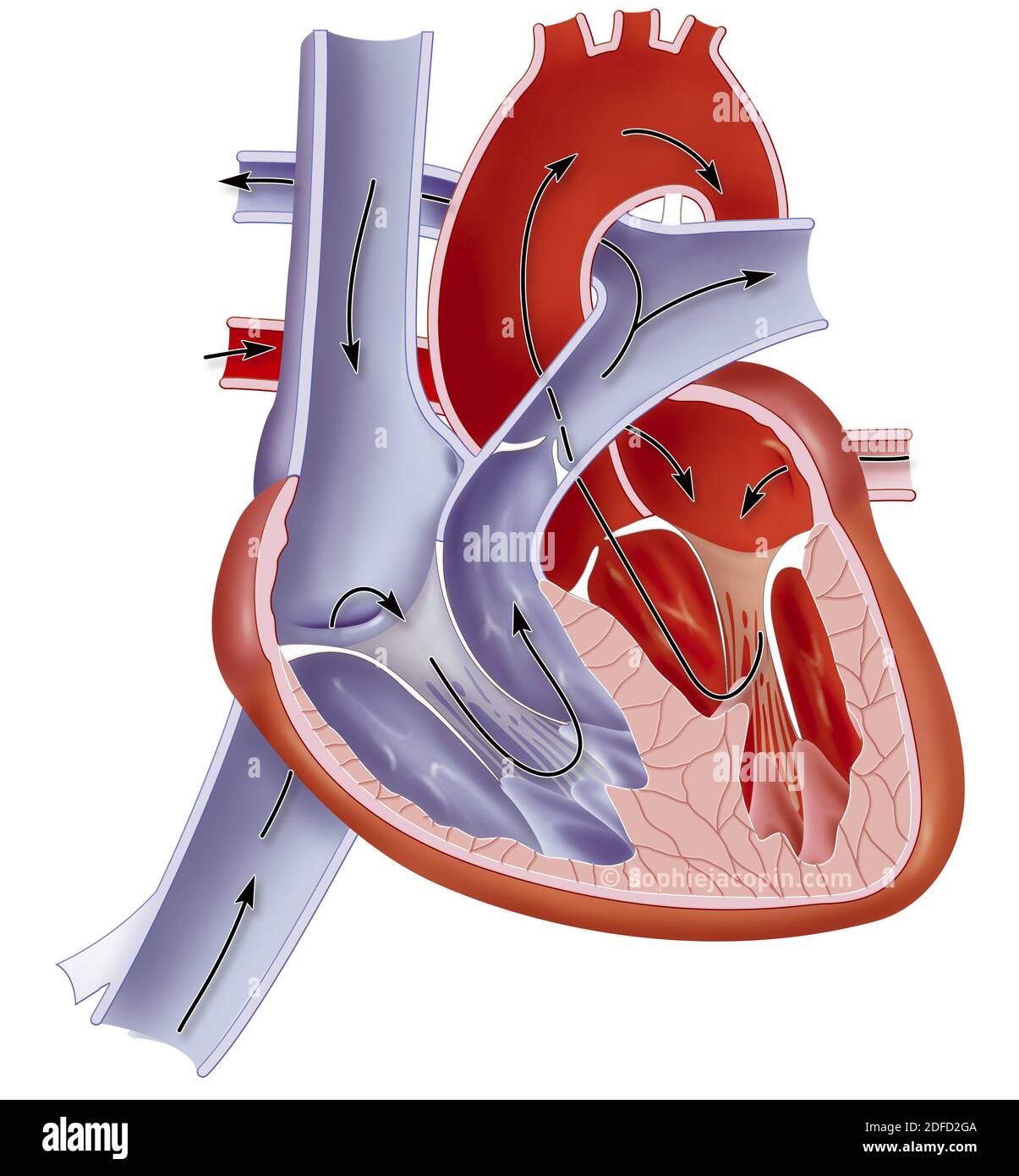 Cuore di un neonato. Foto Stock