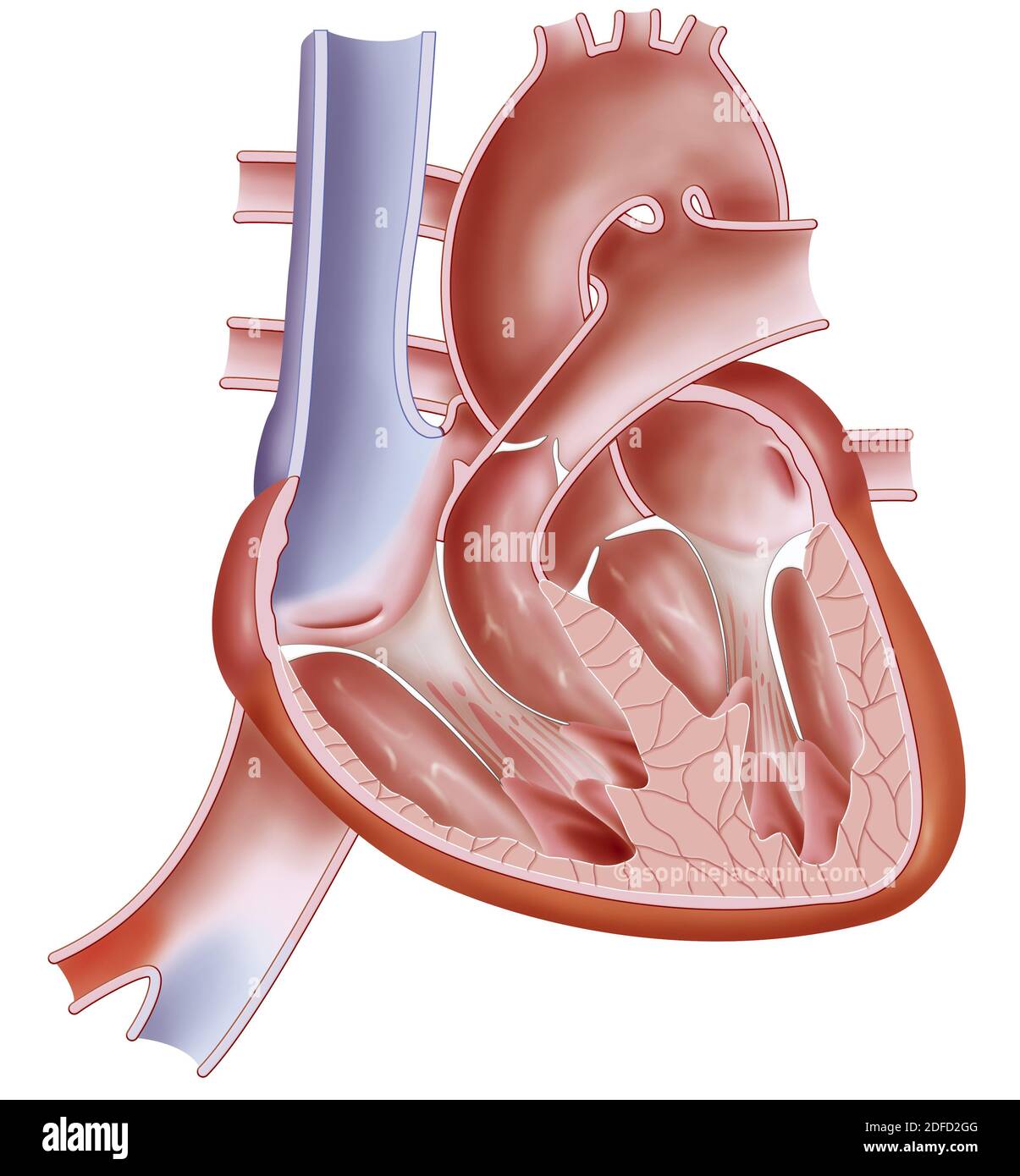 Anatomia del cuore del feto Foto Stock