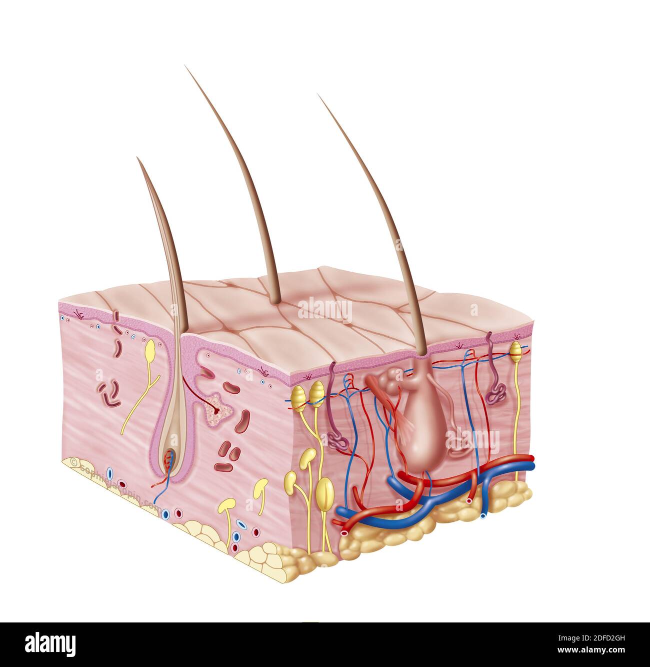 Taglio cutaneo pediatrico per bambini Foto Stock