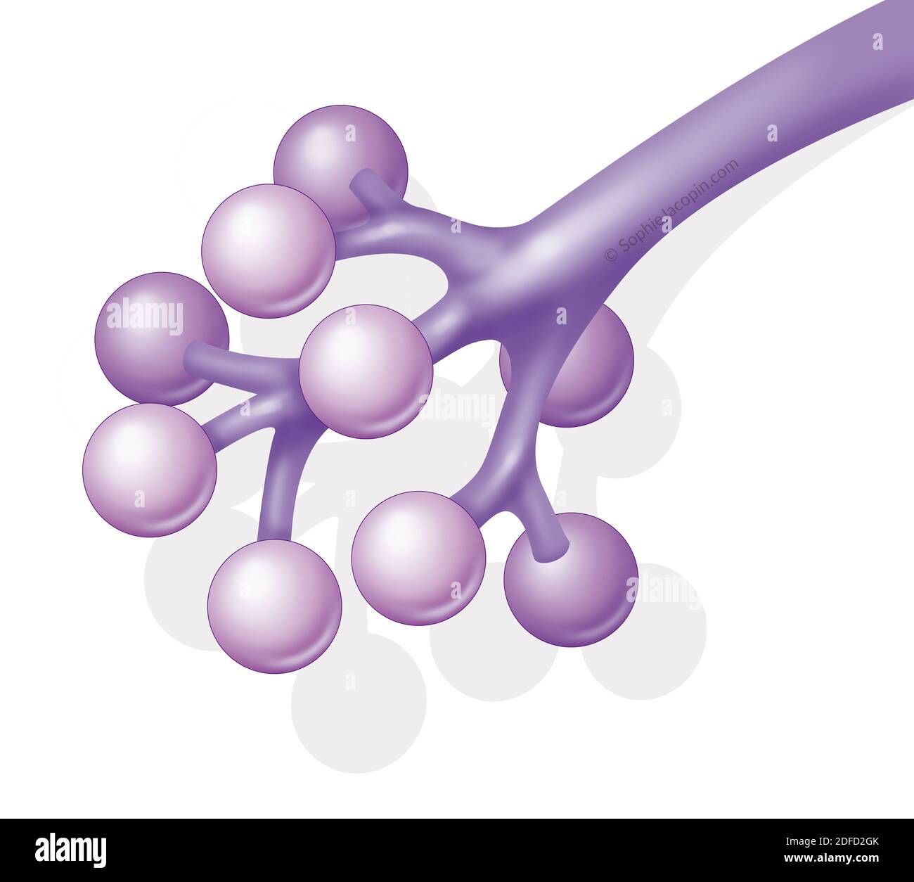 Alveoli polmonari per bambini Foto Stock