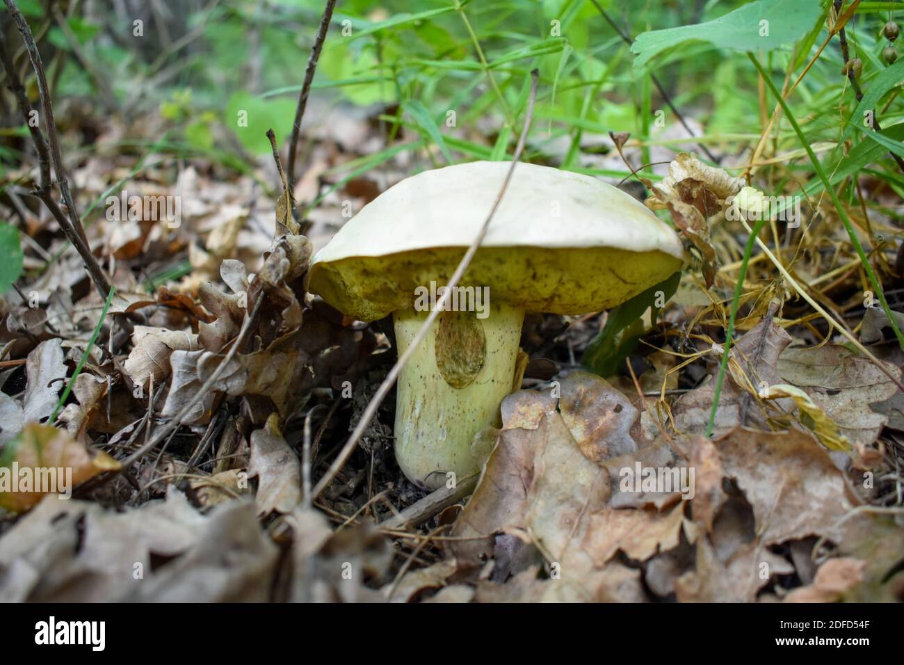 Funghi freschi all'inizio dell'autunno Foto Stock