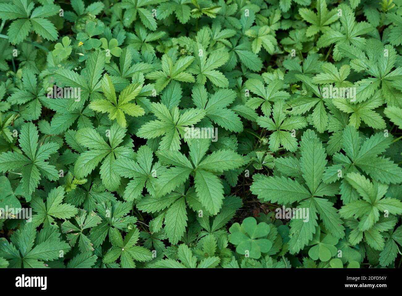 Potentilla reptans vicino con fiori gialli Foto Stock