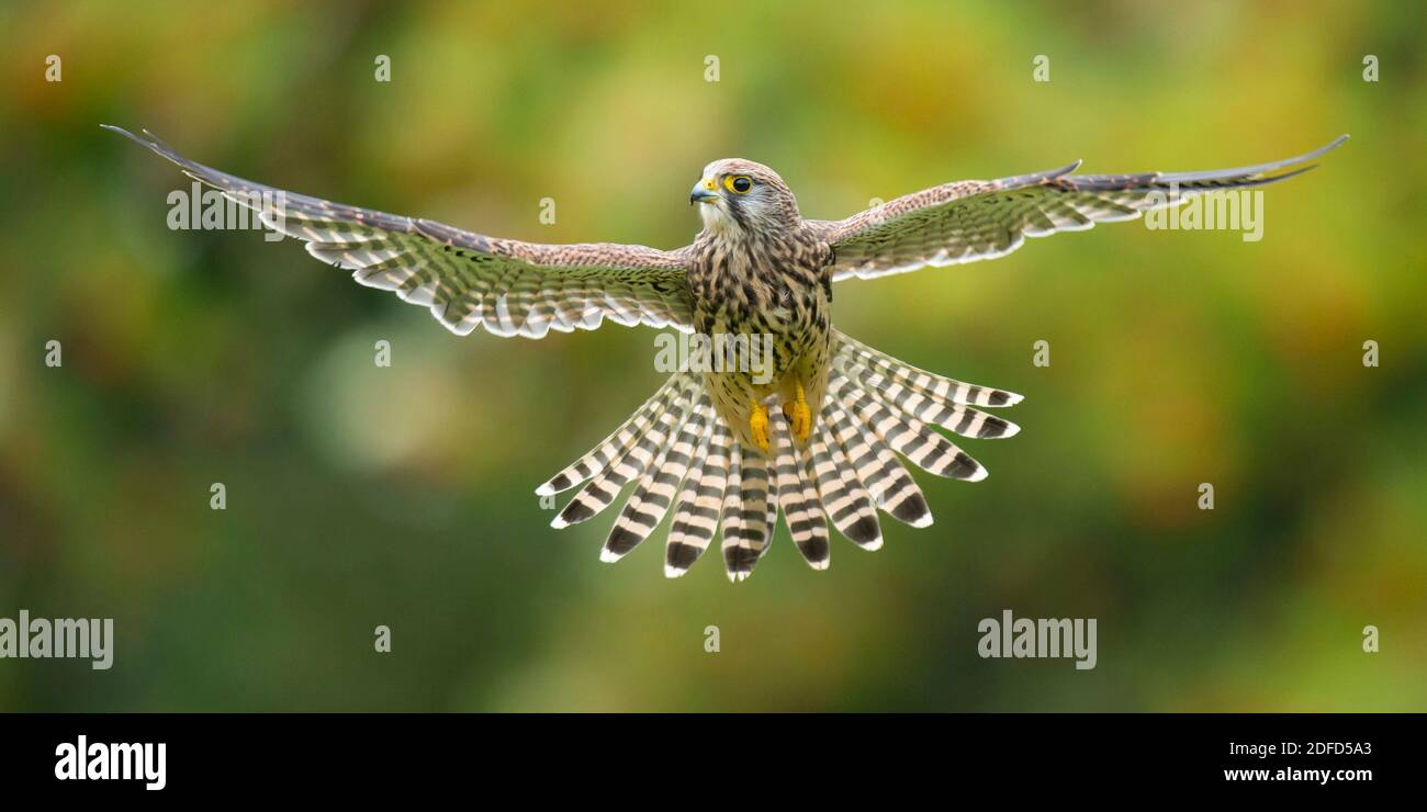 Turmfalke, Ruettelt, Flug, Jagd, Nahrungssuche, Biotop, (Falco Tinnunculus), Foto Stock