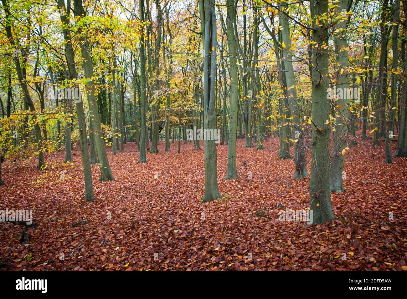 Boschi di faggio in autunno al Polesden Lacey National Trust, parte di Ranmore Common nella Surrey Hills Area di eccezionale bellezza naturale Foto Stock