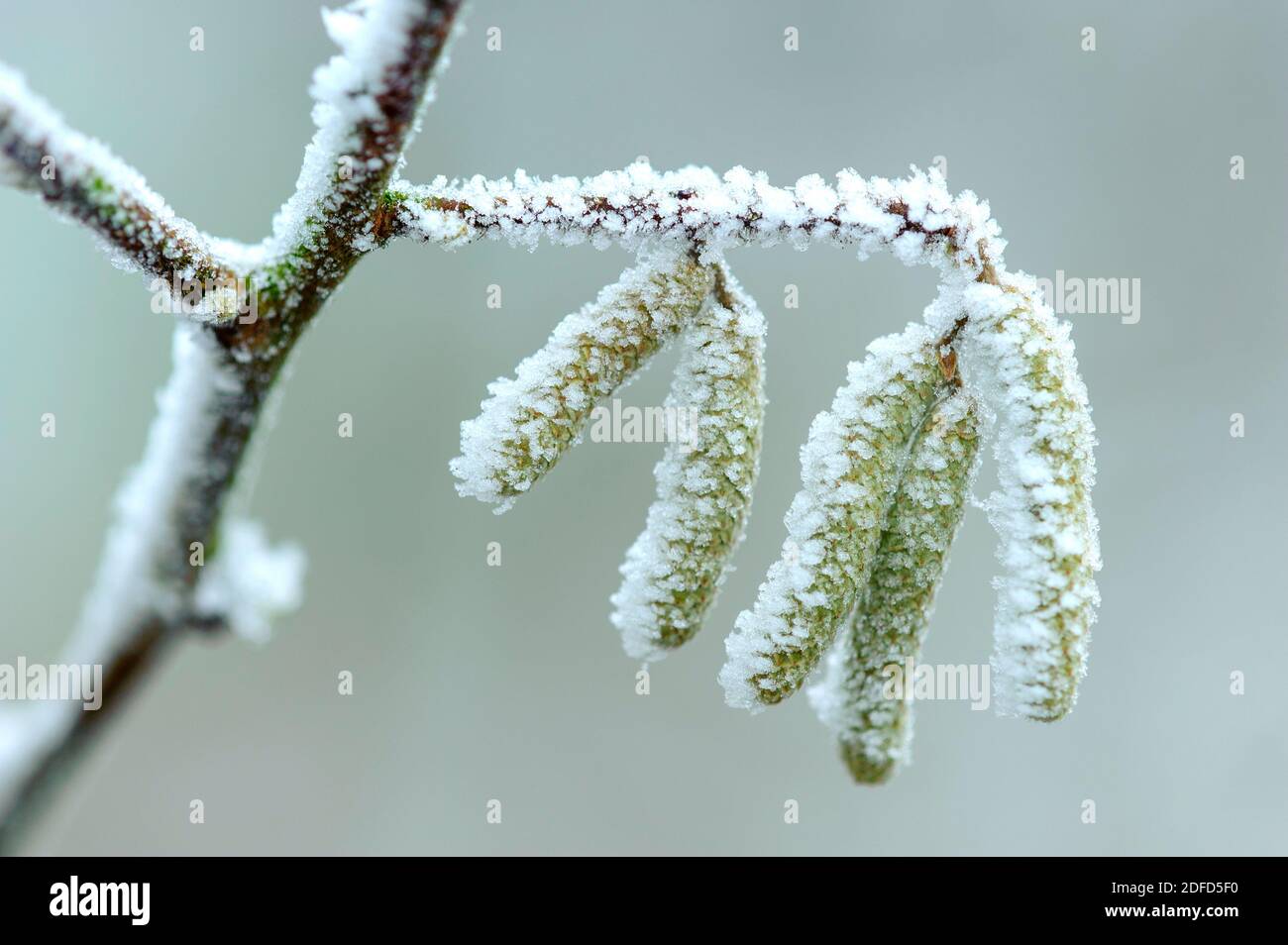 Haselnusskaetzchen mit Rauhreif und Neuschnee Foto Stock