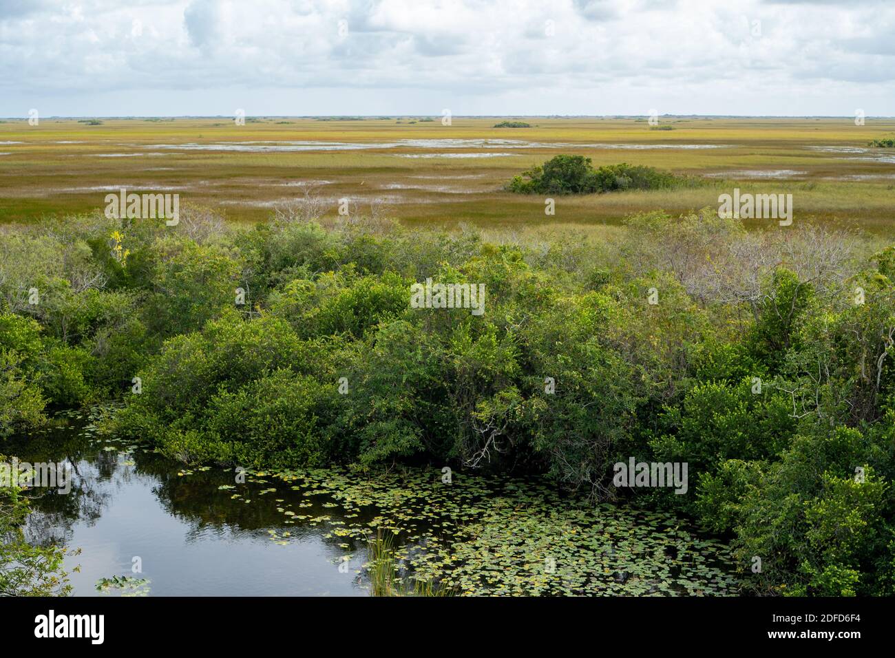 Vista sulla valle del fiume squalo nel Parco Nazionale delle Everglades Foto Stock