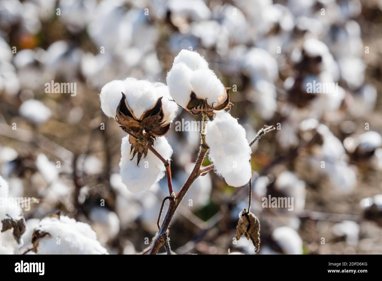 Un raccolto di cotone (Gossypium sp.) in bol aperto. Foto Stock