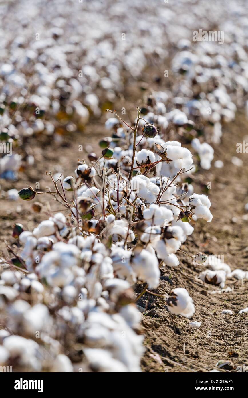 Un raccolto di cotone (Gossypium sp.) in bol aperto. Foto Stock