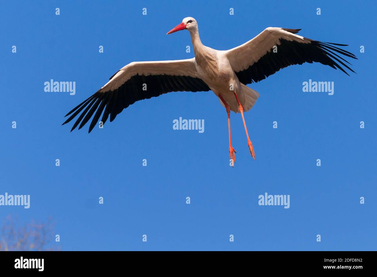 Weissstorch im flug, Anflug zum Nest, Foto Stock