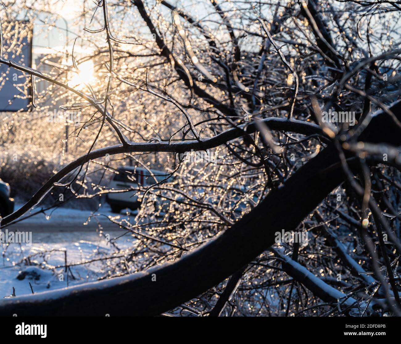 Tronco di albero rotto e rami dopo una pioggia di congelamento. Foto Stock