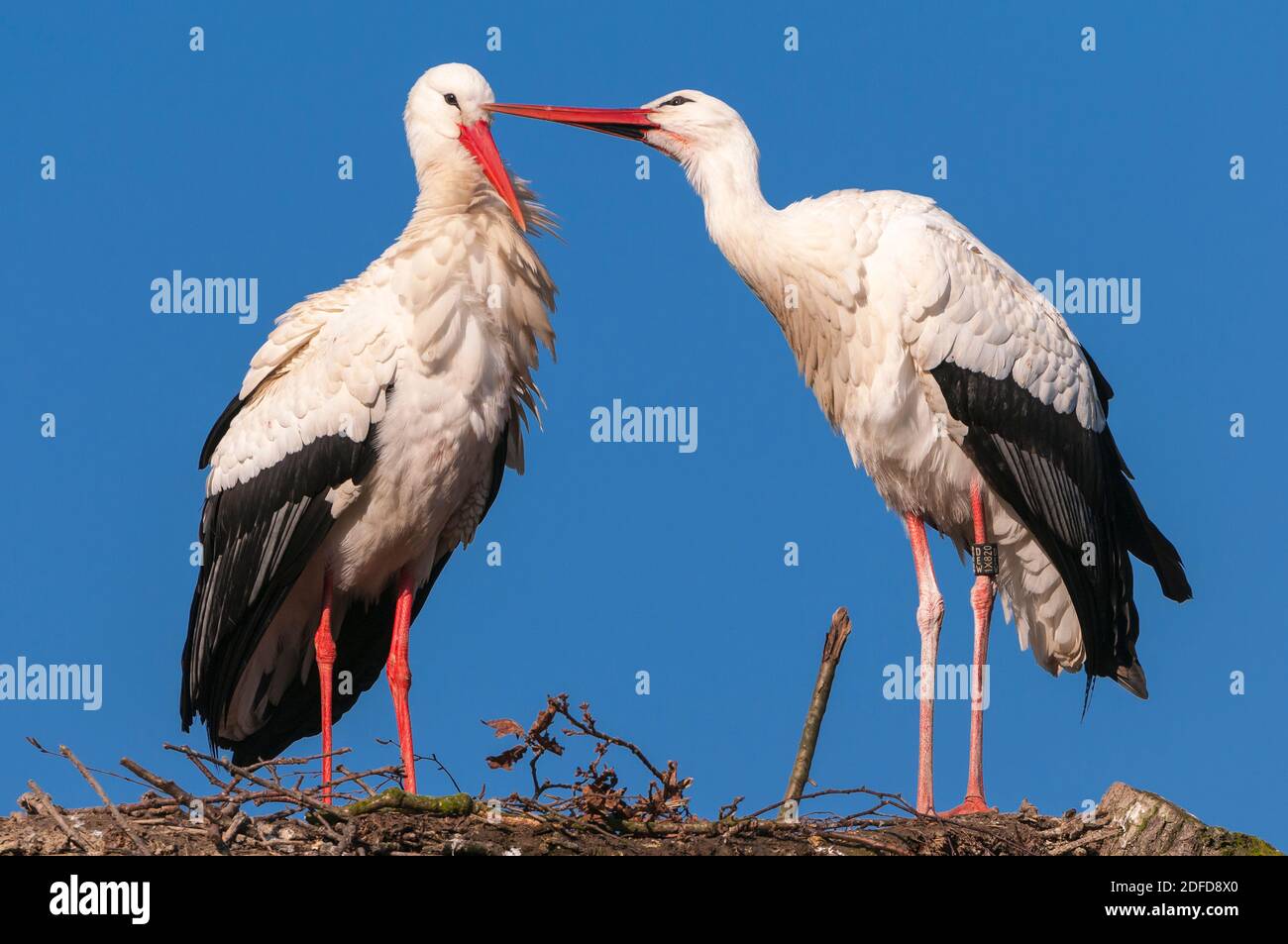 Weissstorch Am Nest, Paarungsverhalten, Paar, Storchenhochzeit, Balz, Foto Stock