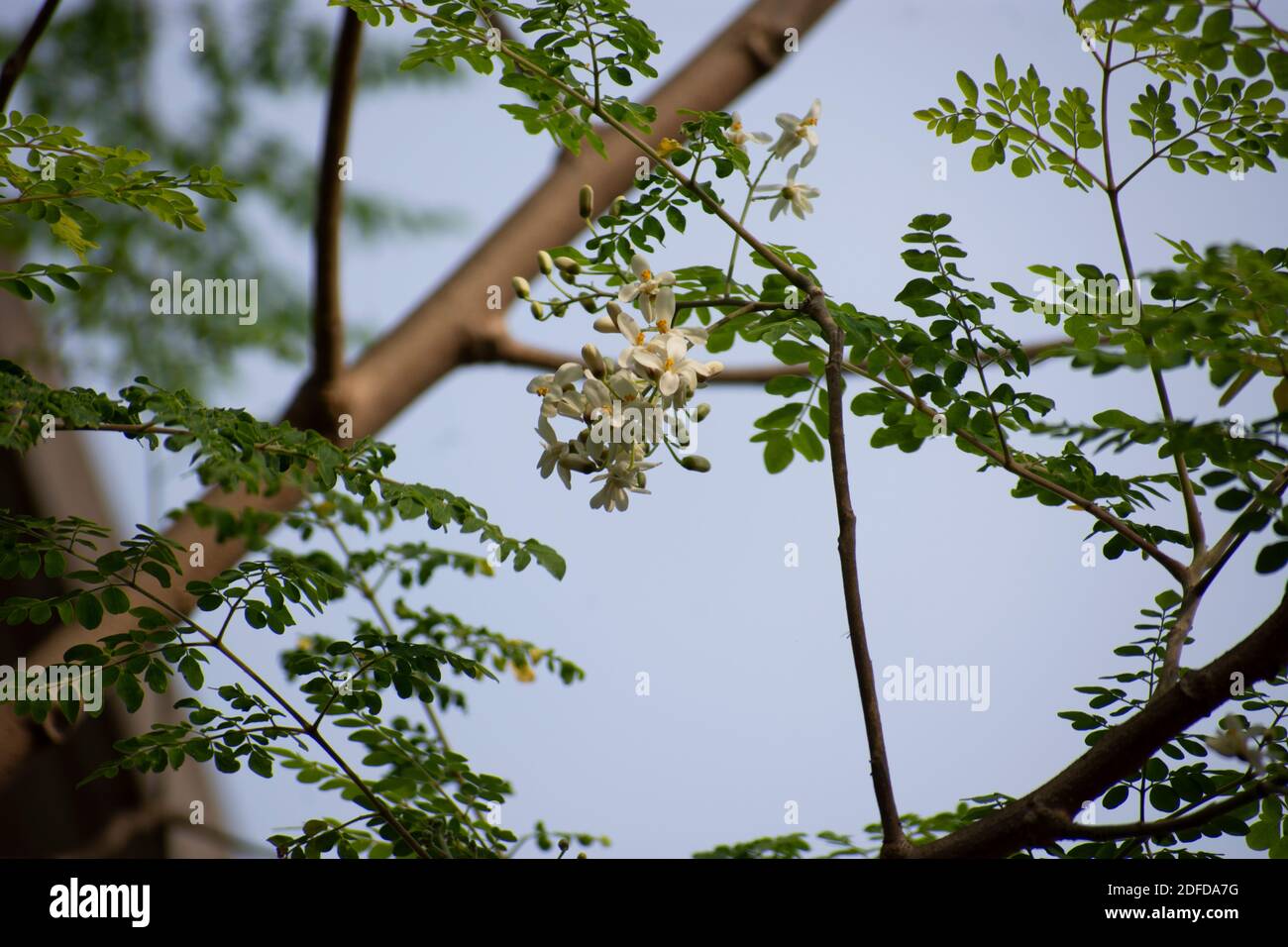 Moringa oleifera è un albero in rapida crescita, resistente alla siccità della famiglia Moringaceae, originario del subcontinente indiano Foto Stock