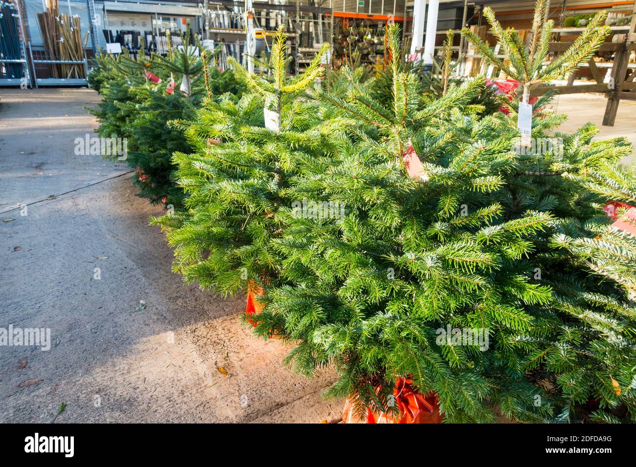 Alberi di Natale allineati per la vendita in un Centro Giardino. REGNO UNITO. Foto Stock