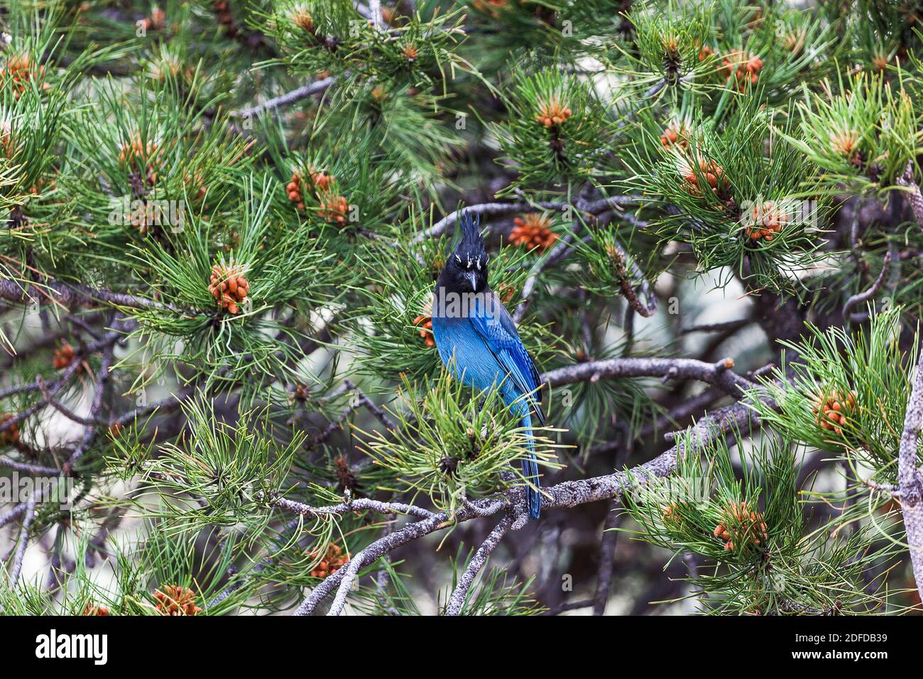 Steller's Jay è un jay nativo del Nord America occidentale, strettamente legato alla jay blu trovato in tutto il resto del continente, ma con una testa nera e corpo superiore. È anche chiamato jay lungo-crestato, jay di montagna o jay di pino. Questo abbiamo trovato vicino a Boulder, Colorado. Stati Uniti d'America Foto Stock