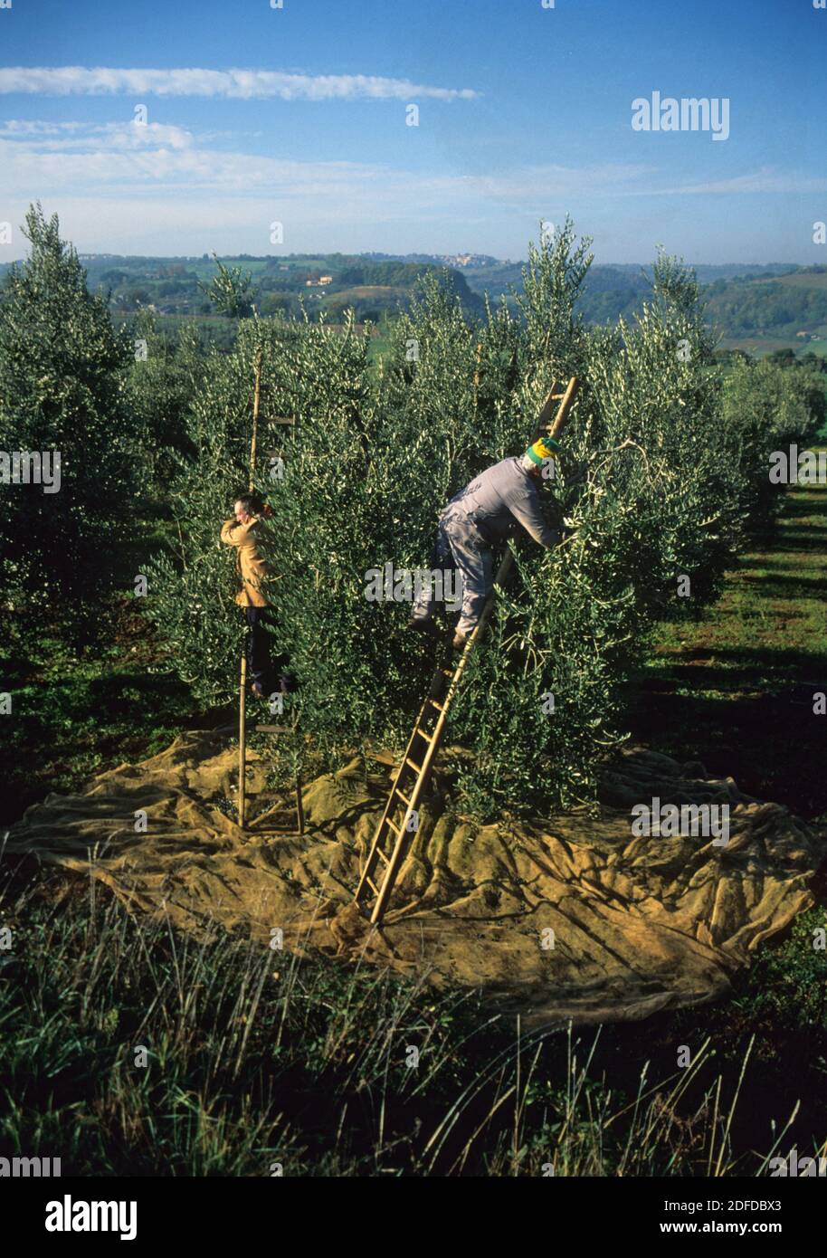 Produzione di olive e olio d'oliva, Umbria, Italia centrale Foto Stock