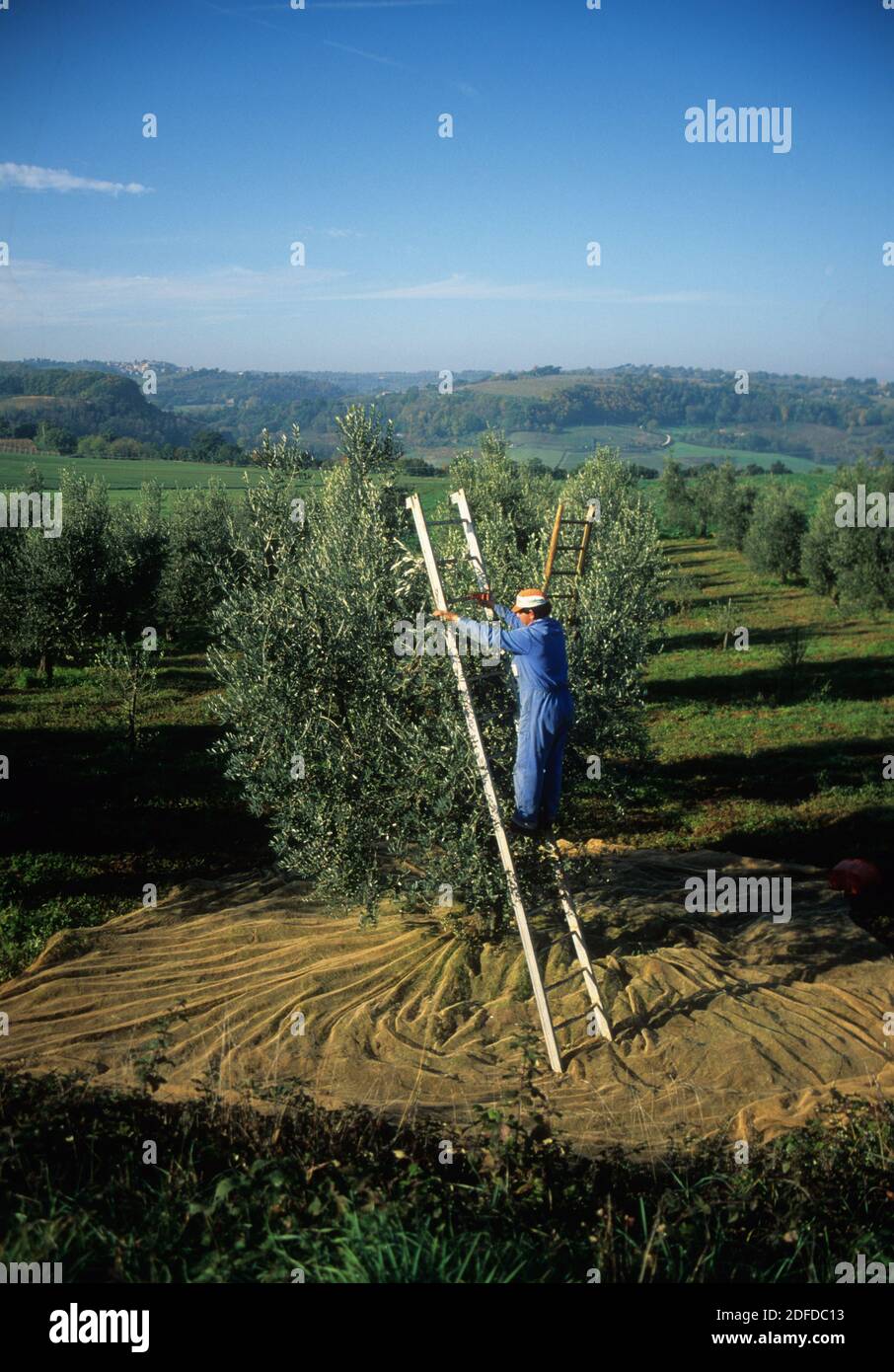 Produzione di olive e olio d'oliva, Umbria, Italia centrale Foto Stock