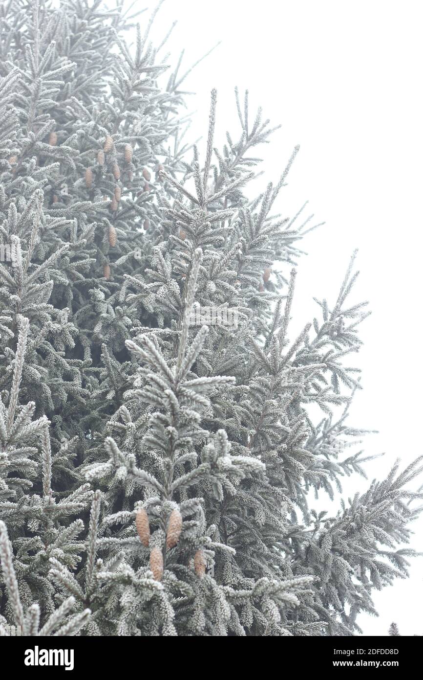 Ramo dell'abete con coni smerigliati con rime nella natura foresta texture di sfondo, closeup, spazio di copia, vacanze invernali: natale e nuovo anno Foto Stock