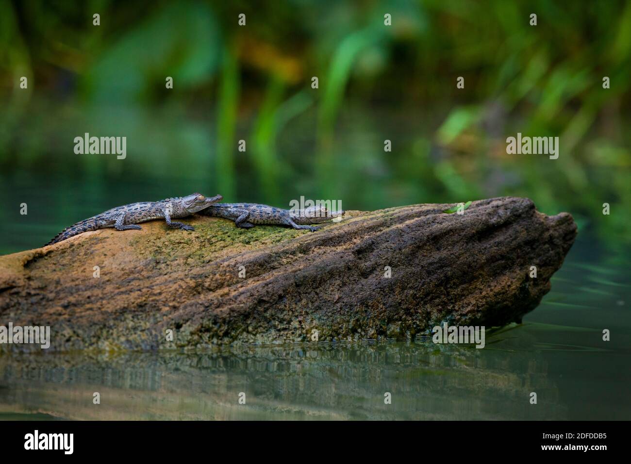 Due coccodrilli americani minori, Crocodylus acutus, su un tronco in uno dei bracci laterali del lago di Gatun, Soberania parco nazionale, Repubblica di Panama. Foto Stock