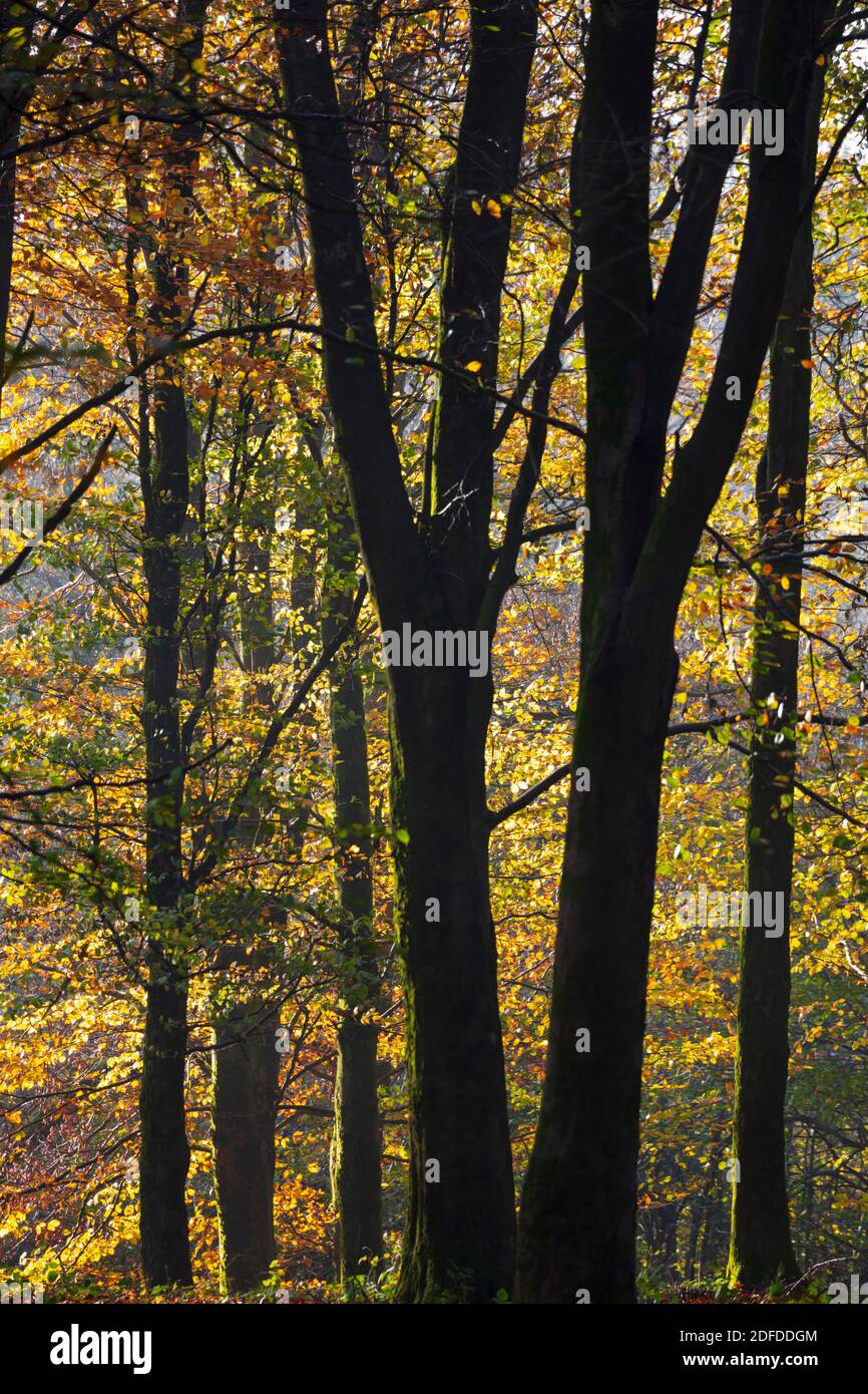 Foglie autunnali in boschi di faggio, Highclere, Hampshire, Inghilterra, Regno Unito, Europa Foto Stock