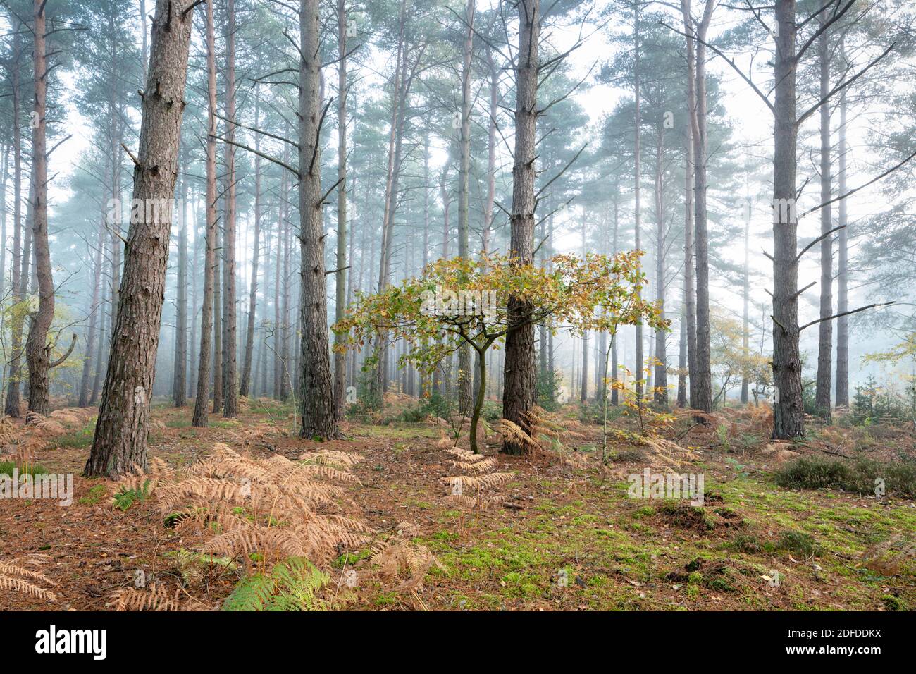 Woodland of Scots Pine Trees in Morning FOG, Newtown Common, Burghclere, Hampshire, Inghilterra, Regno Unito, Europa Foto Stock