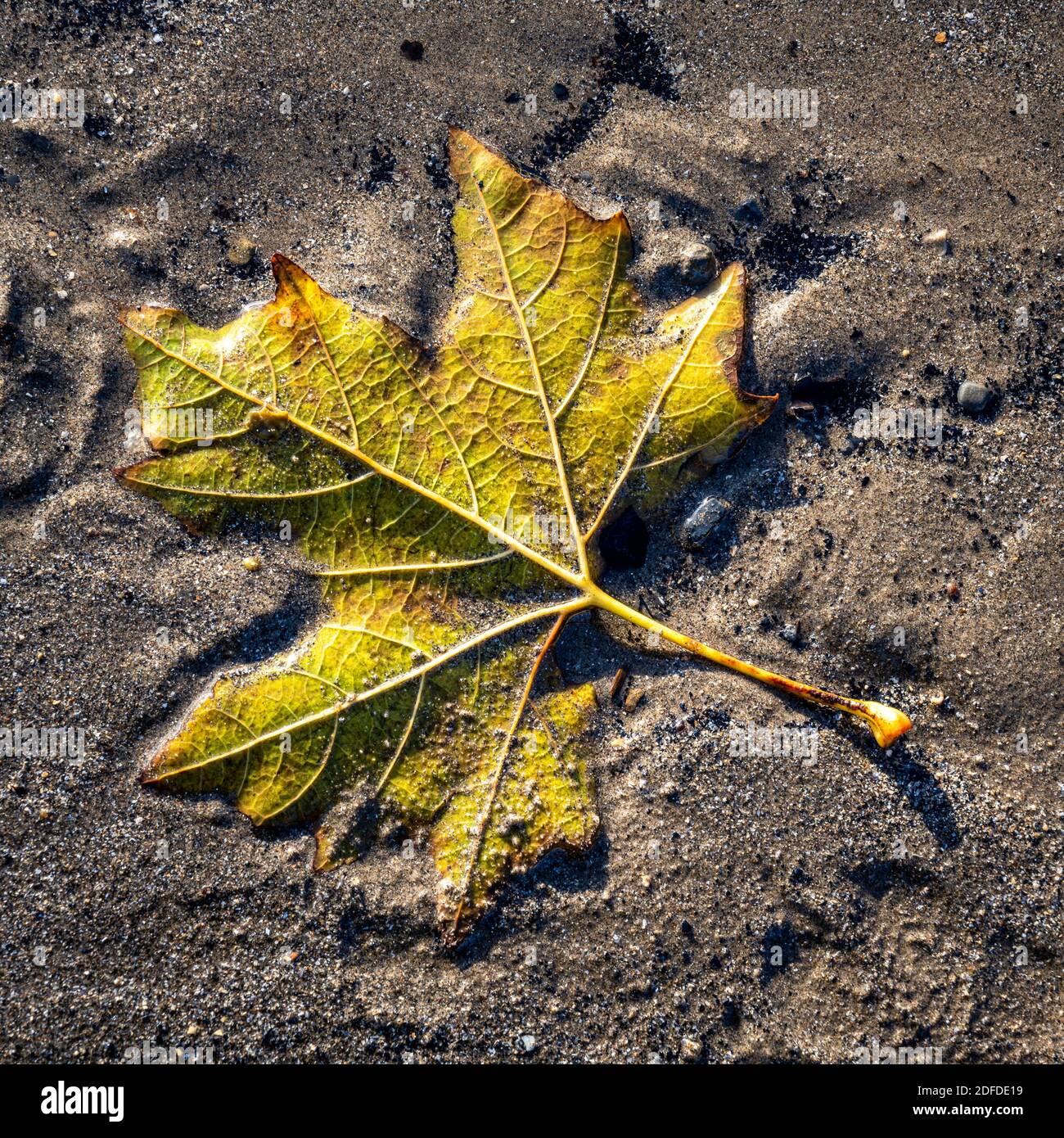 Foglia d'autunno sulla spiaggia bagnata e sabbiosa Foto Stock